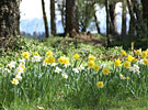 image-gallery