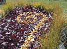 image-gallery